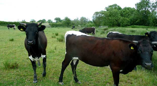 Gloucester-cattle-in-wetlan