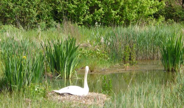 Wetland